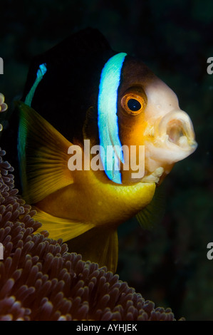 Orangefin anemonefish Amphiprion chrysopterus vivere a Haddon s anemone marittimo Sticodactila haddoni Yap Foto Stock