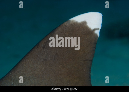 Punta Bianca reef squalo pinna dorsale Triaenodon obesus Yap Gli Stati Federati di Micronesia Oceano Pacifico Foto Stock