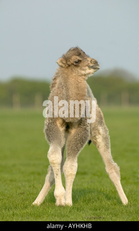 Camel Camelus bactrianus Foto Stock