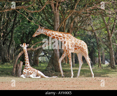 Maschi adulti e bambini giraffe Foto Stock