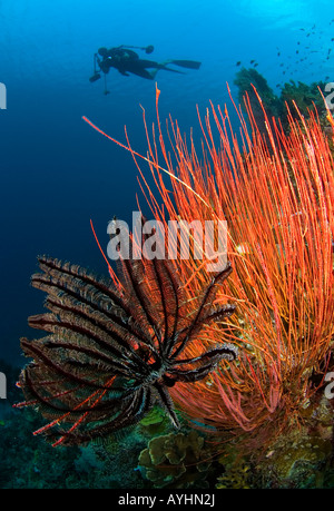 Gorgonie Menella sp e crinoide con subacqueo in background Isola Menjangan Parco Nazionale di Pemuteran Bali Indonesia Oceano Pacifico Foto Stock