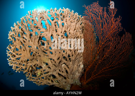 Tabella coral Acropora sp e Subergorgia seafan sp Isola Menjangan Parco Nazionale di Pemuteran Bali Indonesia Oceano Pacifico Foto Stock