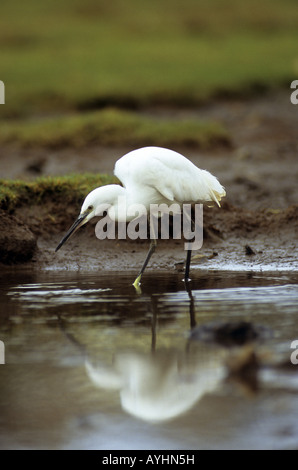 Garzetta Egretta garzetta wading Foto Stock