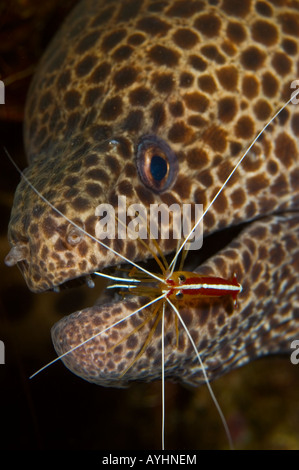 Leopard Moray Gymnothorax favagineus essendo pulite da scarlet lady gamberetti Lysmata amboinensis Tulamben Bali Indonesia Pacific Foto Stock