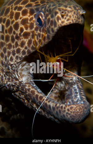 Leopard Moray Gymnothorax favagineus essendo pulite da scarlet lady gamberetti Lysmata amboinensis Tulamben Bali Indonesia Pacific Foto Stock