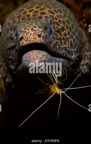 Leopard Moray Gymnothorax favagineus essendo pulite da scarlet lady gamberetti Lysmata amboinensis Tulamben Bali Indonesia Pacific Foto Stock