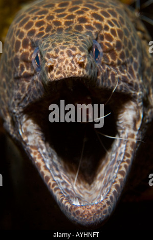 Leopard Moray Gymnothorax favagineus essendo pulite da scarlet lady gamberetti Lysmata amboinensis Tulamben Bali Indonesia Foto Stock