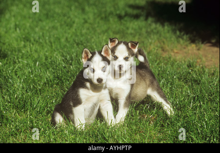 Husky - due cuccioli su prato Foto Stock