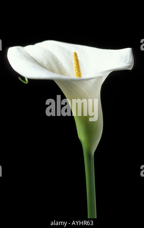 Weisse Lilie Kalla Foto Stock