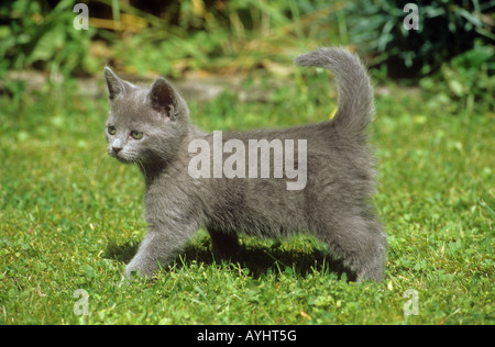 Blu di Russia - gattino in piedi sul prato Foto Stock