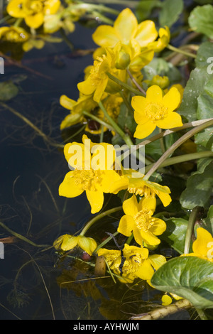 Fioritura giallo marsh calendula, Caltha palustris, impianto a bordo di un laghetto. Foto Stock