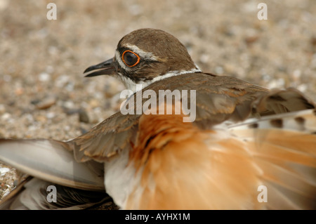 Nido killdeer rotto atto ad alette Foto Stock