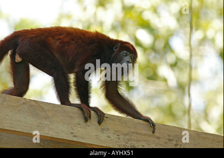 Roter Bruellaffe klettert auf einem Gelaender Amazonas Brasilien Foto Stock