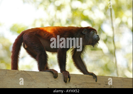 Roter Bruellaffe klettert auf einem Gelaender Amazonas Brasilien Foto Stock