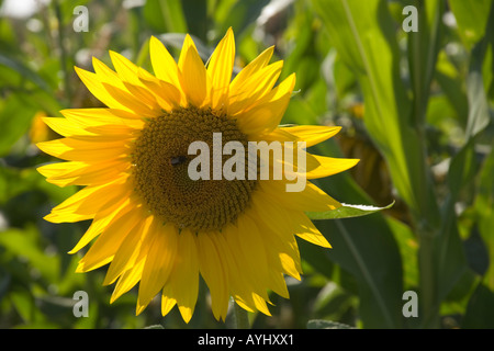 Un singolo girasole sul bordo di un campo di girasoli Foto Stock