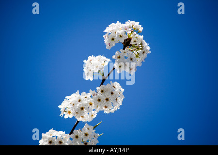 Pyrus Calleryana, aristocratico Pear Tree fioritura gemme isolata contro il cielo. Foto Stock