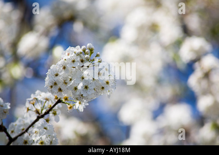 Pyrus Calleryana, aristocratico Pear Tree boccioli di fiore. Foto Stock