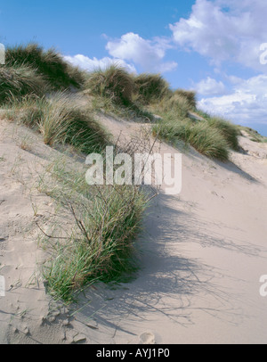 La piantagione di erba marram sulle dune di sabbia per prevenire erosione di dune e migrazione, druridge bay, Northumberland, Inghilterra, Regno Unito. Foto Stock