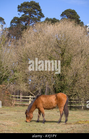 Pony nella nuova foresta Hampshire Foto Stock