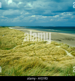 Marram grass (Ammophila arenaria) sulle dune di sabbia; Druridge Bay, vicino a camminare, Northumberland, Inghilterra, Regno Unito. Foto Stock