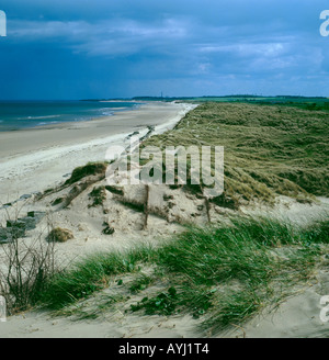 La piantagione di erba Marram (Ammophila arenaria) sulle dune di sabbia per prevenire erosione di dune e migrazione. Foto Stock