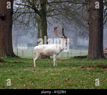 Bianco rari esemplari di daini Stag, Houghton Hall Norfolk Foto Stock