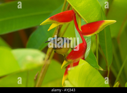 Pianura maschio throated Sunbird Anthreptes malacensis posatoi su un fiore Heliconia Foto Stock