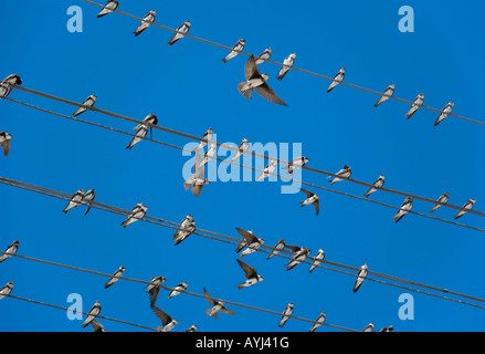 Gli uccelli martlet seduta su cavi elettrici Foto Stock