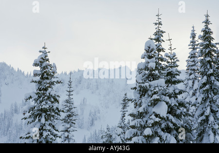 Coperta di neve alberi e linea di cresta in cascate centrale dello Stato di Washington nei pressi di Steven Pass ski area Foto Stock