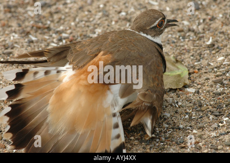 Nido killdeer rotto atto ad alette Foto Stock