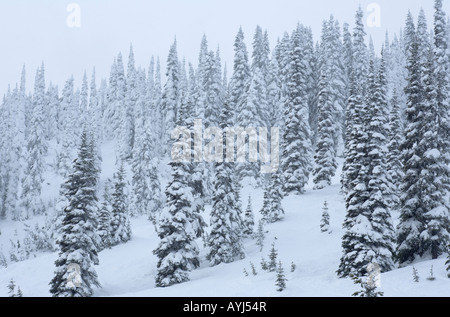 Neve alberi ricoperti su un lato di una collina su Stevens Pass Ski area centrale di Washington Cascades Foto Stock