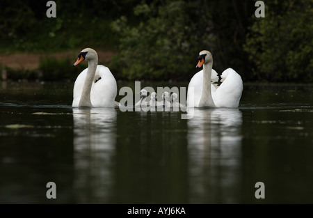 Coppia di Cigni muti Cygnus olor nuoto con cygnets Oxfordshire UK Foto Stock