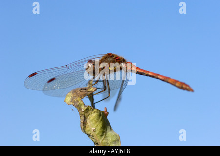 Common Darter dragonfly Symetrum striolatum Oxfordshire UK in appoggio sulla lamina Foto Stock