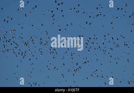 Gregge di Lapwings Vanellus vanellus in volo LANCASHIRE REGNO UNITO Foto Stock