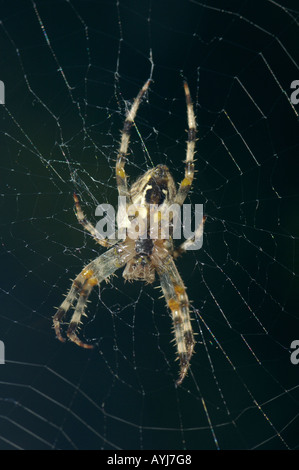 Giardino Orb Spider Araneus diadematus sul suo web vista dal lato inferiore del Oxfordshire UK Foto Stock