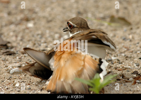 Nido killdeer rotto atto ad alette Foto Stock