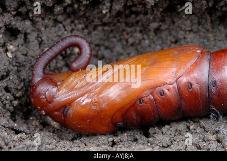 Convolvulus Hawkmoth Herse convolvuli pupa close up mostra proboscide esterno caso UK Foto Stock