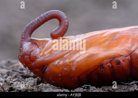 Convolvulus Hawkmoth Herse convolvuli pupa close up mostra proboscide esterno caso UK Foto Stock