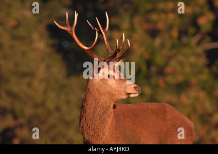 Red Deer Cervus elaphus Stag ritratto REGNO UNITO Foto Stock