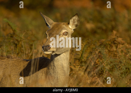 Red Deer Cervus elaphus Hind close up REGNO UNITO Foto Stock