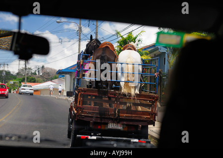 Cavalli sul carrello in Naranjo Costa Rica visto attraverso il parabrezza durante la guida Foto Stock