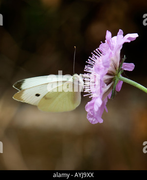Un cavolo bianco, butterfly Pierus brassicae, si alimenta di un viola puntaspilli fiore, Scabiosa atropurpurea. Oklahoma, Stati Uniti d'America. Foto Stock