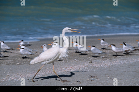 Airone bianco maggiore Egretta alba Everglades National Park Florida USA Foto Stock