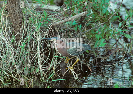 Green Backed Heron Butorides striatus Natinal Everglades Park Florida USA Foto Stock