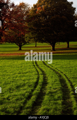 Alberi di quercia Nonsuch Park Cheam Surrey in Inghilterra Foto Stock