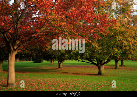 Alberi di quercia Nonsuch Park Cheam Surrey in Inghilterra Foto Stock