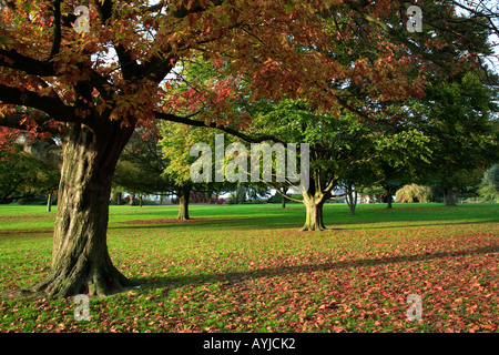 Alberi di quercia Nonsuch Park Cheam Surrey in Inghilterra Foto Stock