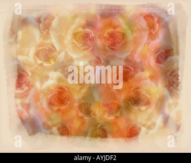 Concetto floreale: Visualizzazione delle Rose Foto Stock