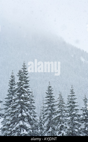 Coperta di neve alberi nelle cascate centrale durante una tempesta di neve a Washington Foto Stock
