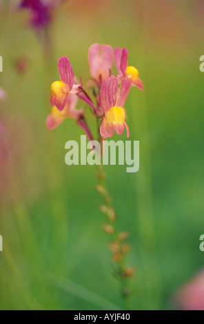 Spronato Bocca di Leone Toadflax Linaria maroccana originariamente una pianta nativa del Marocco è questo impianto è comunemente coltivate nei giardini Foto Stock